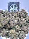 Cereal Milk Strain - Sweet Hybrid