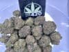 Cereal Milk Strain - Sweet Hybrid - Image 3