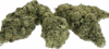 Passion Fruit Strain – Balanced Hybrid - Image 3