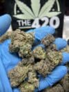 Lime Gusher Strain – Premium Exotic Hybrid - Image 2