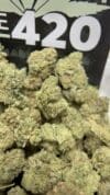 GG4 Premium Indoor Flower Hybrid 🔥 New Drop
