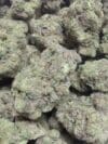 Gush Mint – Indica-Dominant Hybrid Exotic Indoor