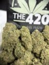 Oreo Cookie – 70/30 Indica‑Hybrid New Batch 🔥