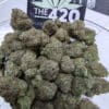Apple Banana – Balanced Hybrid Exotic Indoor