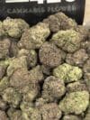 Blue Candy Strain – Balanced Hybrid Exotic Flower 🔥 New Drop - Image 2