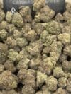 Pinter Marker - Exotic Hybrid Cannabis Flower 🔥 New Batch