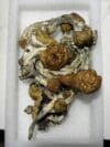 Mckilla Shroom | Premium Mushroom Product 🔥 NEW DROP - Image 3