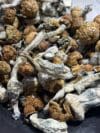 Mckilla Shroom | Premium Mushroom Product 🔥 NEW DROP