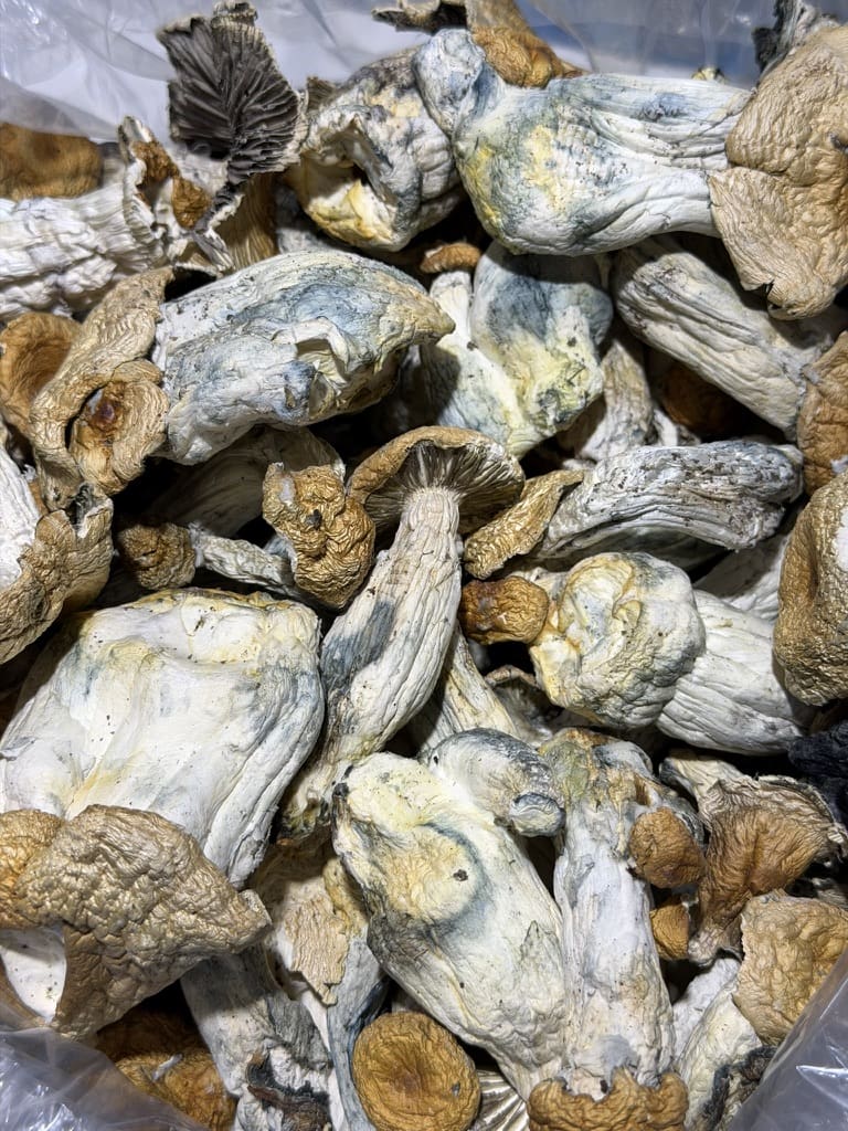 8A3DF1AB-EA93-4282-B107-79BFD1A6682D_1_105_c.jpeg Ice Berg Mushroom | Premium Mushroom Product π₯ NEW DROP - Image 1