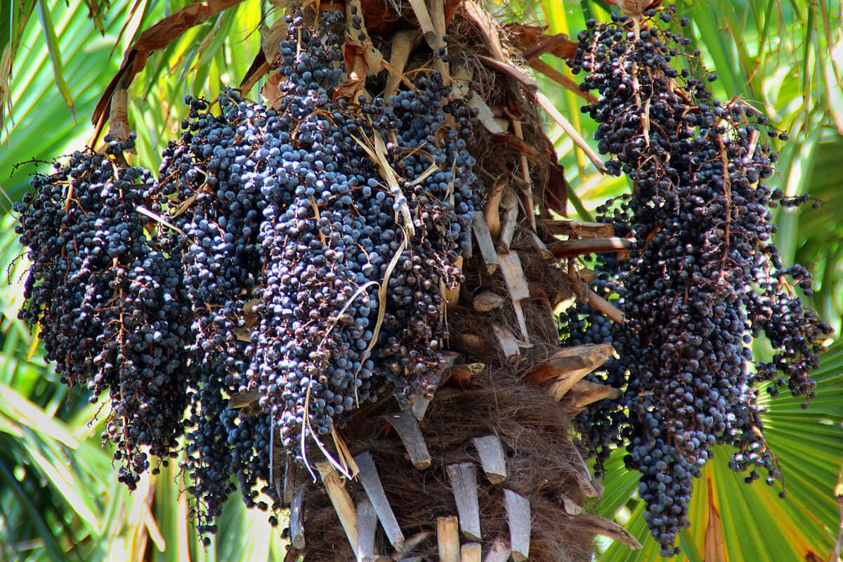 Acai