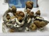 Mckilla Shroom | Premium Mushroom Product 🔥 NEW DROP - Image 2