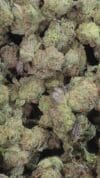 Gas OG (Small Flowers) - Indica-Dominant Hybrid 🔥 New Drop