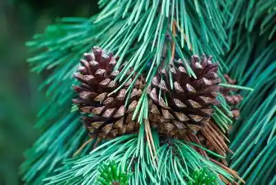 Pine