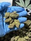 Pop Candy | Premium Hybrid Cannabis Flower - Image 3