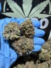 Biscotti | Indica-Dominant Hybrid Premium Cannabis Flower 🔥 New Drop - Image 3