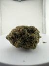 G41 | Premium Hybrid Cannabis Flower | 🔥 NEW DROP