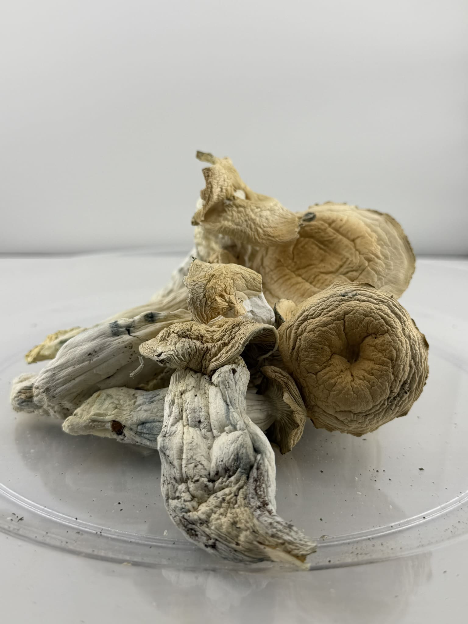 3A8CB09A-7ACB-4B15-86F7-1FEFE9172001_1_102_o.jpeg Thrasher | Premium Mushroom Product | π₯ NEW DROP - Image 1