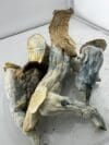 Penis Envy | Premium Mushroom Product | 🔥 NEW DROP - Image 2