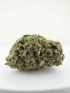Gelato | Premium Hybrid Cannabis Flower 🔥 NEW DROP