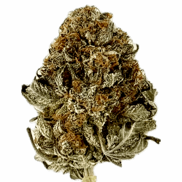 Biscotti | Indica-Dominant Hybrid Premium Cannabis Flower 🔥 New Drop