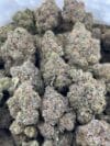 Super Bolo Gelato | Premium Hybrid Cannabis Flower 🔥 NEW DROP - Image 2