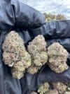 Lemon Gusher | Premium Hybrid Cannabis Flower 🔥 - Image 3