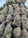 Bubble Gam | Premium Hybrid Cannabis Flower 🔥 NEW DROP - Image 3