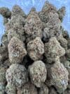 Gelato King | Premium Hybrid Cannabis Flower 👑🔥 - Image 7