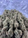 Green Crack | Sativa Cannabis Flower | Tropical Mango & Citrus - Image 5