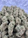 Green Crack | Sativa Cannabis Flower | Tropical Mango & Citrus - Image 8