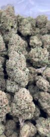 Lemon Haze | Sativa-Dominant Hybrid | Cannabis Flower - Image 3
