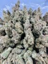 Kush Mint | Hybrid Cannabis Flower | Minty Cookies & Earthy Kush - Image 7